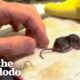 Guy Becomes Momma After Saving a Baby Mouse | The Dodo Little But Fierce