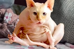 Hairless Cats Are Hilariously Cute | Funny Pet Videos