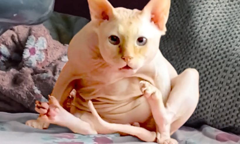 Hairless Cats Are Hilariously Cute | Funny Pet Videos