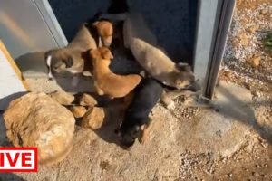 Happy Sunday for the 8 puppies under the sun ☀️ New outside area for them makes them more happy 😃