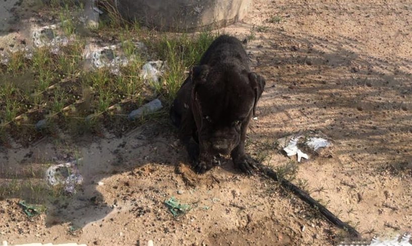 He was Depressed, Exhausted After Many Days Begging for Help From Passersby