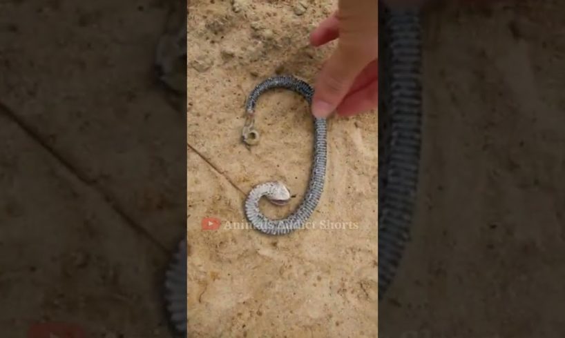Hognose snake playing dead 🐍#shorts #wildlife #animals #snake #snakevideo #hognosesnake #animallover