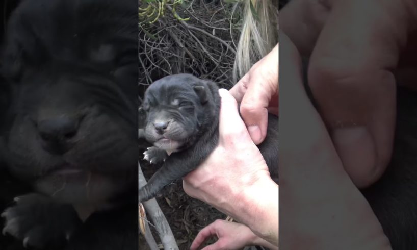 Homeless Labrador mom tried to trick us, but we found all her puppies 💖💖💖