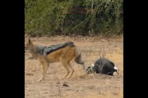 Honey Badger, Python and Jackal real Fight | Amazing animal fight | #shorts