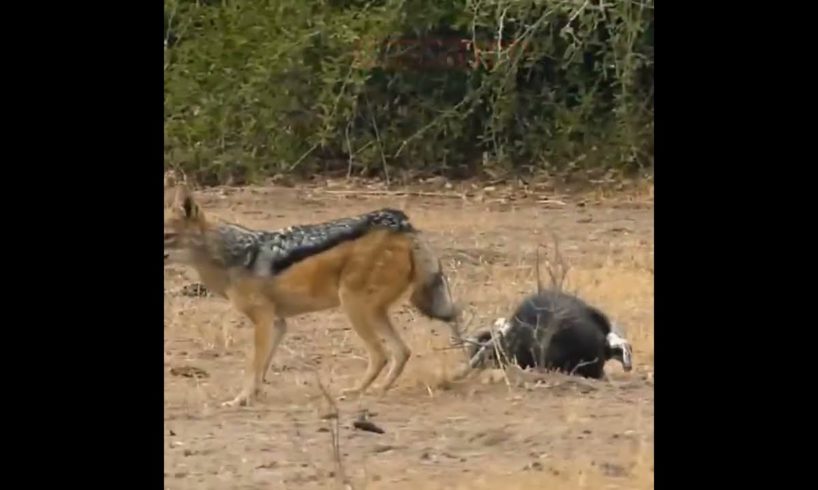 Honey Badger, Python and Jackal real Fight | Amazing animal fight | #shorts