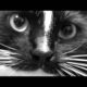 Hope For Animals - Cute Promotional Video