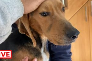 I took the new boy in the house , a better look at him makes me worry - Takis Shelter