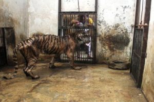 Indonesia’s Zoo Of Death Is A Living Hell For Its Animals, And It Needs To Be Shut Down Now