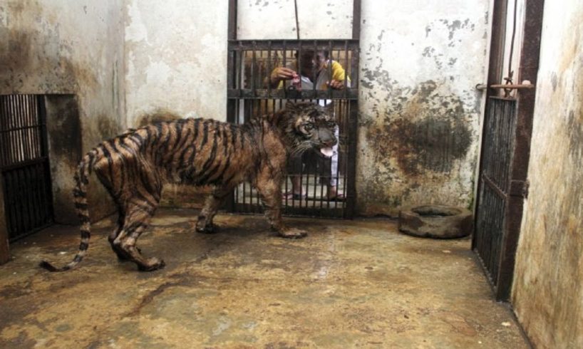 Indonesia’s Zoo Of Death Is A Living Hell For Its Animals, And It Needs To Be Shut Down Now