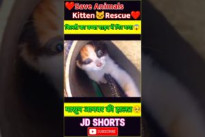 Kitten की जान बचाई🥺jd facts|Kitten rescue|Cat rescue|shorts