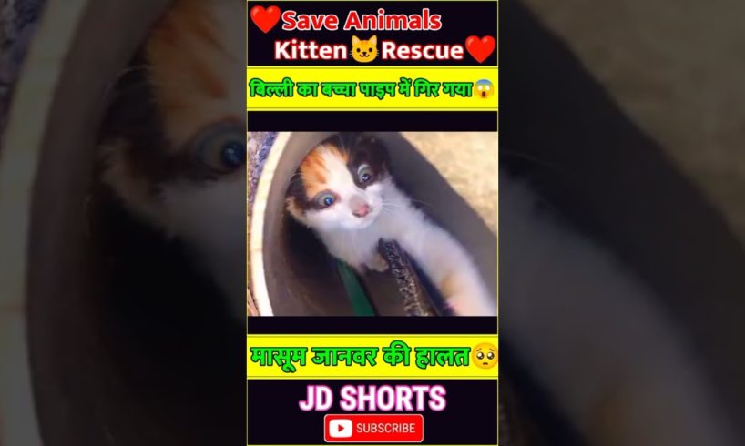 Kitten की जान बचाई🥺jd facts|Kitten rescue|Cat rescue|shorts