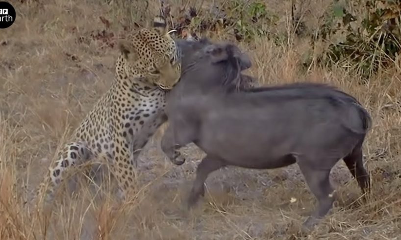 Leopard Attack and Eat Warthog - Animal Fighting | ATP Earth