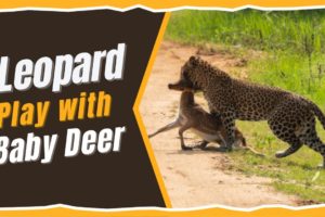 Leopard Play with Baby Deer_MY Animals