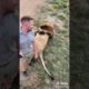 Lion Funny Tiktok COMPILATION wild animals videos|•funny wild animals|wild animal fights 2021#shorts