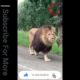 Lion King | Rarest Animal Fight | Artemis | Viral Animal Fight | 2021 | Wild Animals