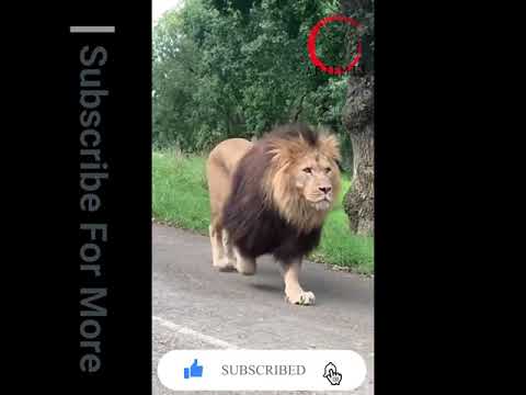 Lion King | Rarest Animal Fight | Artemis | Viral Animal Fight | 2021 | Wild Animals