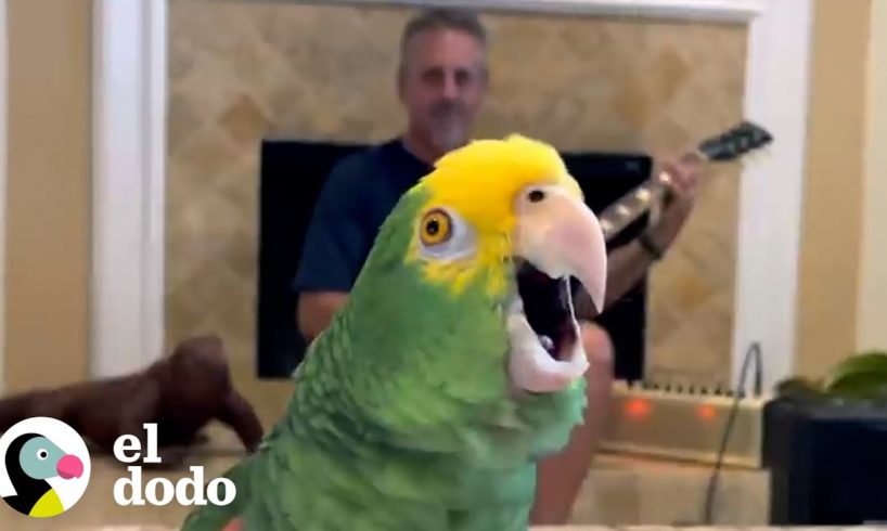 Loro insiste en cantar cada vez que papá toca la guitarra | El Dodo