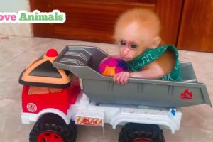 Love Animals  | baby monkey care | let PiPi drink milk