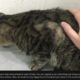 MONSTER Maggots & Mangoworms Cleaning From Stray CAT 犬からワームを取り除 RESCATE ANIMALES 2022