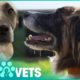 Malnourished Group Of Dogs Saved From Owner | The Dog Rescuers | Pets & Vets
