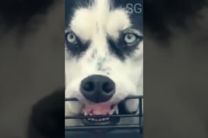 Most Amazing Animals | Pets playing videos cats and dogs #cute #funny #shorts