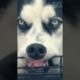 Most Amazing Animals | Pets playing videos cats and dogs #cute #funny #shorts