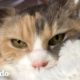 Mujer adopta al gato gruñón de sus abuelos | Cat Crazy | El Dodo