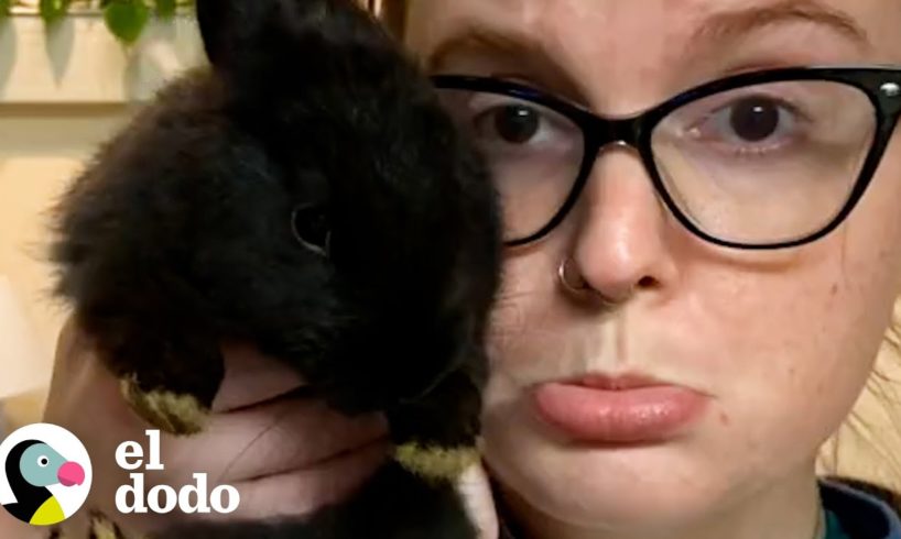 Mujer rescata 2 conejitos y termina con 10 | ¡Adóptame! | El Dodo