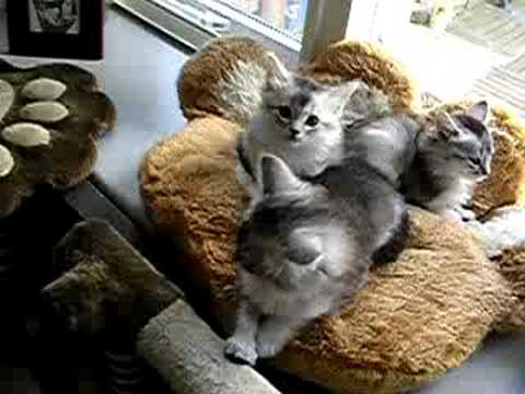 Musical kitten education :-) short version