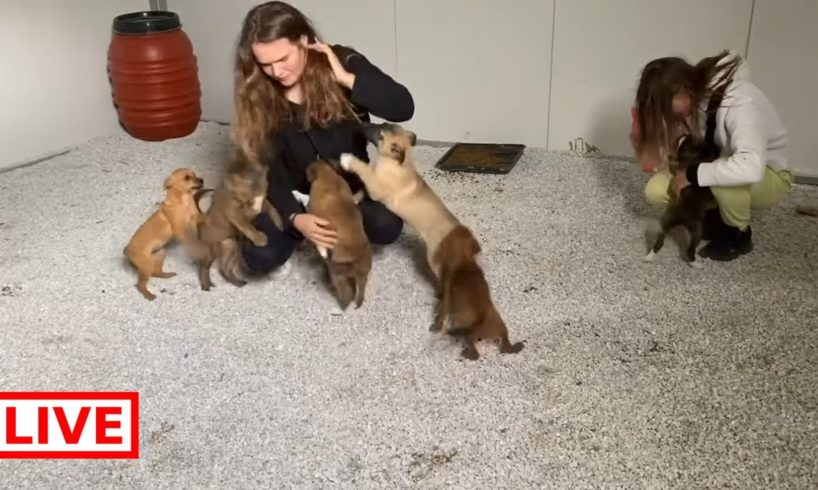 New life starts for the two puppies. They are so happy together with the 6 puppies