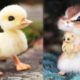 OMG Animals SOO Cute! AWW Cute baby animals Videos Compilation CUTEST Moments of the animals #2