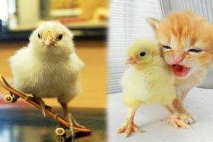 OMG #Chick SOO Cute! AWW Cute baby animals Videos Compilation Cutest moment of the animals #1