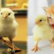 OMG #Chick SOO Cute! AWW Cute baby animals Videos Compilation Cutest moment of the animals #1