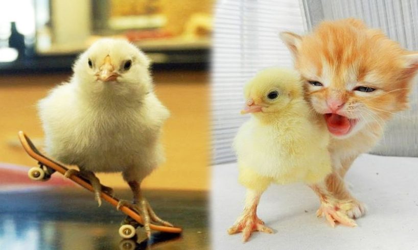OMG #Chick SOO Cute! AWW Cute baby animals Videos Compilation Cutest moment of the animals #1
