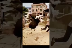 Ostrich Fight - Crazy Animal fights #Shorts #ostrich
