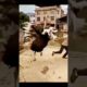Ostrich Fight - Crazy Animal fights #Shorts #ostrich
