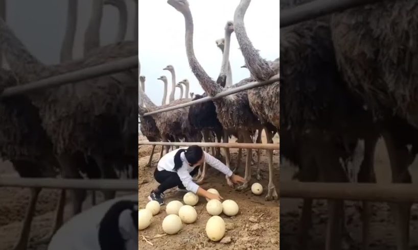 Ostrich egg #shorts #trending #respect