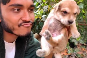 Our Sweet Family Members | Cute Puppies | Cutest Dogs | Bengali Lifestyle Vlogs