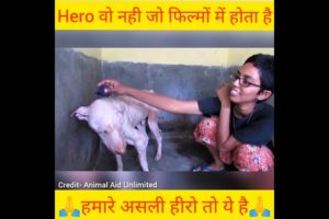 Our real hero, Animal rescue team | # shorts
