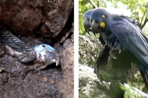 Parrots Saved From A Flooded Nest | Animal Rescue