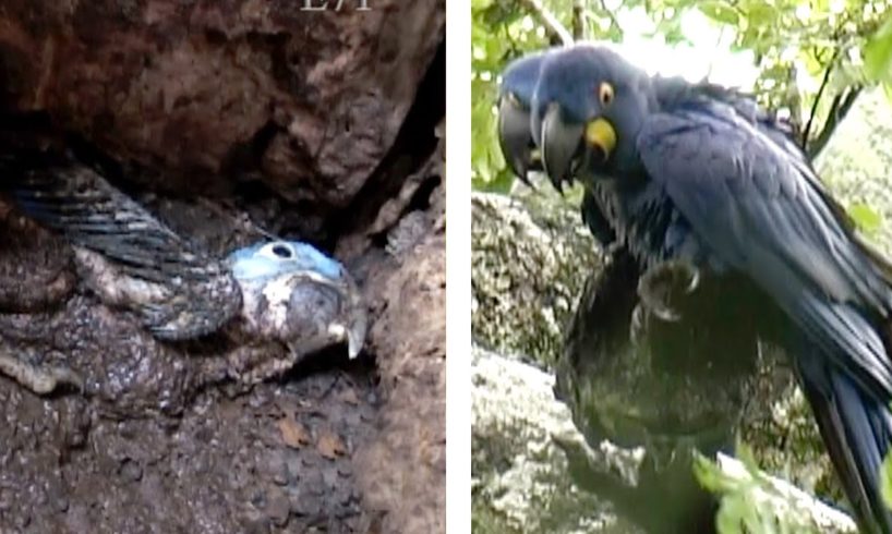 Parrots Saved From A Flooded Nest | Animal Rescue