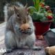 Pequeño animal rosado crece hasta ser lindo y salvaje | Pequeño y Valiente | El Dodo