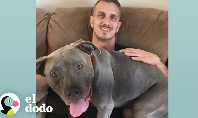 Perrita rescatada se convierte en la consentida de papá I El Dodo