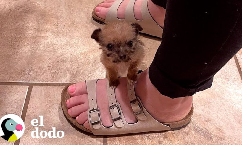 Perro de 75 libras está aterrorizado por un cachorro de 10 onzas | El Dodo