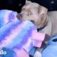 Perro mayor siempre lleva sus juguetes de peluche grandes a pasear | Puro Pitbull | El Dodo