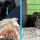 Perro rescatado le grita a extraños que compartan su comida | El Dodo