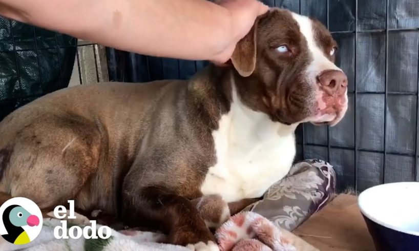 Perro salvaje le tenía miedo a este chico pero ahora baila cuando la visita | Dodo Héroes | El Dodo