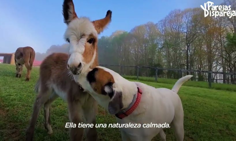 Perro se obsesiona con un burro recién nacido | Parejas Disparejas | El Dodo