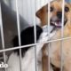 Perros unidos que se enamoraron en el veterinario buscan un hogar juntos | El Dodo