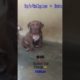 Pitbull Compilation 🐕 Ultimate Cutest PUPPIES Pitbull Dogs🐕 #Pitbull #Shorts #FunnyDogs